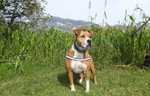 EYRA, Hund, Pit Bull Terrier-Mix in Spanien - Bild 7