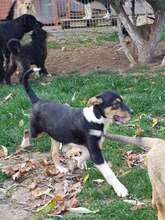 YLVI, Hund, Mischlingshund in Rumänien - Bild 12