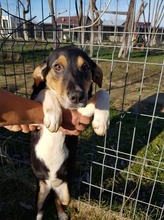YLVI, Hund, Mischlingshund in Rumänien - Bild 2