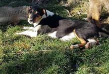 YLVI, Hund, Mischlingshund in Rumänien - Bild 4