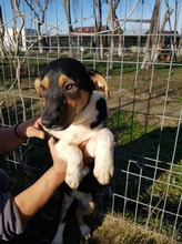 YLVI, Hund, Mischlingshund in Rumänien - Bild 5