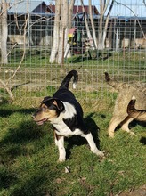YLVI, Hund, Mischlingshund in Rumänien - Bild 7