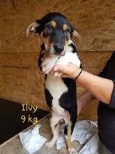 YLVI, Hund, Mischlingshund in Rumänien - Bild 8