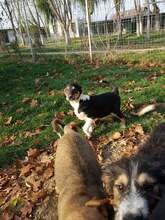 YLVI, Hund, Mischlingshund in Rumänien - Bild 9
