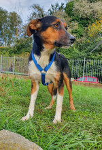 FLORIS, Hund, Mischlingshund in Italien - Bild 2
