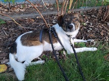FINLEY, Hund, Mischlingshund in Rumänien - Bild 1
