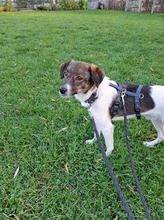 FINLEY, Hund, Mischlingshund in Rumänien - Bild 2