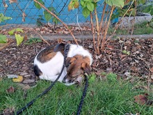 FINLEY, Hund, Mischlingshund in Rumänien - Bild 3