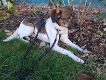FINLEY, Hund, Mischlingshund in Rumänien - Bild 4