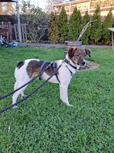 FINLEY, Hund, Mischlingshund in Rumänien - Bild 5