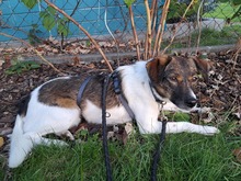 FINLEY, Hund, Mischlingshund in Rumänien - Bild 6