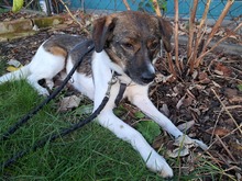 FINLEY, Hund, Mischlingshund in Rumänien - Bild 7