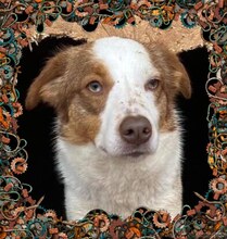 ODIN, Hund, Mischlingshund in Rumänien - Bild 1