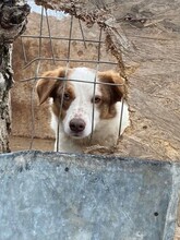ODIN, Hund, Mischlingshund in Rumänien - Bild 10