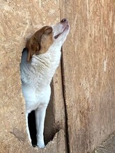 ODIN, Hund, Mischlingshund in Rumänien - Bild 12