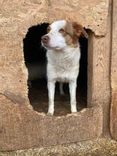 ODIN, Hund, Mischlingshund in Rumänien - Bild 14