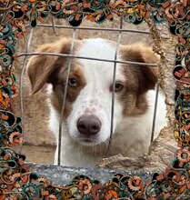 ODIN, Hund, Mischlingshund in Rumänien - Bild 15