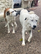 POLPETTA, Hund, Mischlingshund in Italien - Bild 2