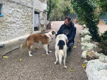 POLPETTA, Hund, Mischlingshund in Italien - Bild 4