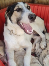 LUKE, Hund, Mischlingshund in Griechenland - Bild 1