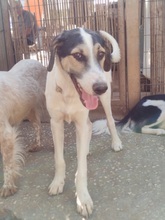 LUKE, Hund, Mischlingshund in Griechenland - Bild 3