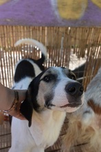 LUKE, Hund, Mischlingshund in Griechenland - Bild 4