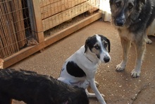 LUKE, Hund, Mischlingshund in Griechenland - Bild 5
