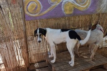 LUKE, Hund, Mischlingshund in Griechenland - Bild 6