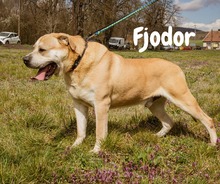 FJODOR, Hund, Mischlingshund in Ungarn - Bild 1