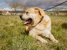 FJODOR, Hund, Mischlingshund in Ungarn - Bild 3