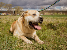 FJODOR, Hund, Mischlingshund in Ungarn - Bild 4