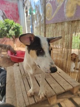 FINJA, Hund, Mischlingshund in Griechenland - Bild 4