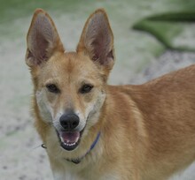PINA, Hund, Mischlingshund in Sachsenheim - Bild 2