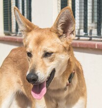 PINA, Hund, Mischlingshund in Sachsenheim - Bild 4