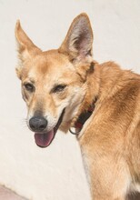 PINA, Hund, Mischlingshund in Sachsenheim - Bild 5