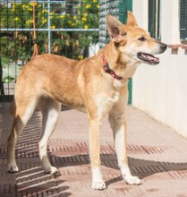 PINA, Hund, Mischlingshund in Sachsenheim - Bild 6