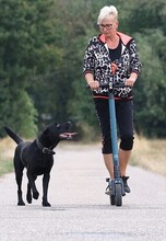 LUKE, Hund, Labrador Retriever in Heilbronn - Bild 1