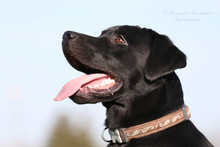 LUKE, Hund, Labrador Retriever in Heilbronn - Bild 10