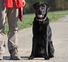 LUKE, Hund, Labrador Retriever in Heilbronn - Bild 11