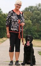 LUKE, Hund, Labrador Retriever in Heilbronn - Bild 2