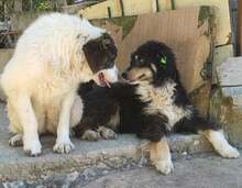 KALOYAN, Hund, Mischlingshund in Bulgarien - Bild 2