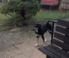 HALYA, Hund, Mischlingshund in Pappenheim - Bild 3