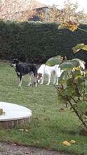 HALYA, Hund, Mischlingshund in Pappenheim - Bild 5
