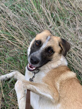 LAPA, Hund, Mischlingshund in Bulgarien - Bild 3