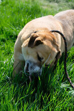 DINGO, Hund, Mischlingshund in Bulgarien - Bild 2