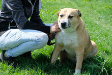 DINGO, Hund, Mischlingshund in Bulgarien - Bild 3