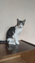 TINY, Katze, Hauskatze in Bulgarien - Bild 3