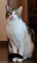 TINY, Katze, Hauskatze in Bulgarien - Bild 4