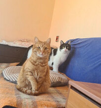 MILAY, Katze, Hauskatze in Bulgarien - Bild 11