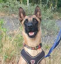 DIAMANTE, Hund, Malinois in Üchtelhausen - Bild 1